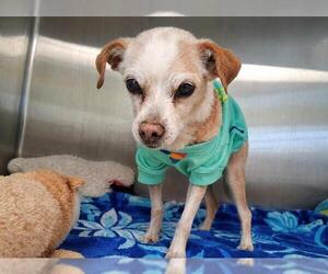 Chihuahua-Unknown Mix Dogs for adoption in Orange, CA, USA
