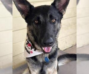 German Shepherd Dog Dogs for adoption in Bakersfield, CA, USA