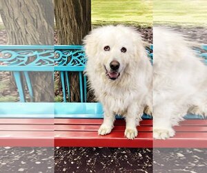 Great Pyrenees-Unknown Mix Dogs for adoption in Unionville, PA, USA