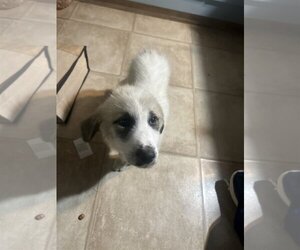 Great Pyrenees Dogs for adoption in Duluth, MN, USA