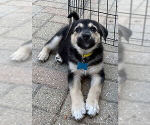 Collie-Unknown Mix Dogs for adoption in Plainfield, IL, USA