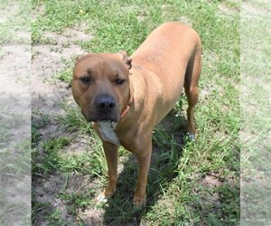 Black Mouth Cur-Unknown Mix Dogs for adoption in Inverness, FL, USA