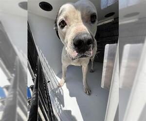 American Pit Bull Terrier-Unknown Mix Dogs for adoption in Houston, TX, USA