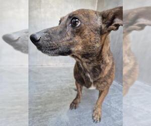 Dachshund-Unknown Mix Dogs for adoption in San Antonio, TX, USA