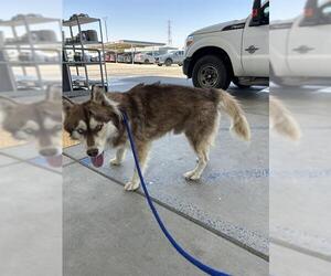 Siberian Husky Dogs for adoption in Bakersfield, CA, USA