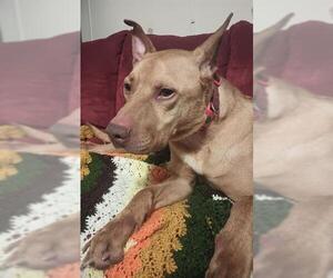 American Staffordshire Terrier Dogs for adoption in San Antonio, TX, USA