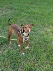 Bogle Dogs for adoption in Greenville, SC, USA