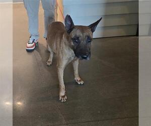 German Shepherd Dog-Unknown Mix Dogs for adoption in Houston, TX, USA