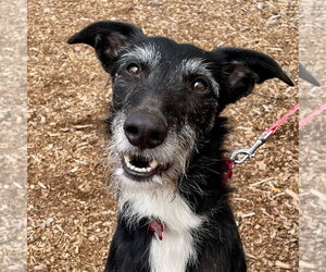 Borzoi-Unknown Mix Dogs for adoption in Canton, CT, USA