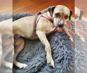 Golden Retriever-Unknown Mix Dogs for adoption in Mt. Laurel, NJ, USA