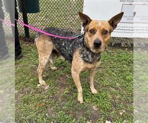 Mutt Dogs for adoption in San Antonio, TX, USA
