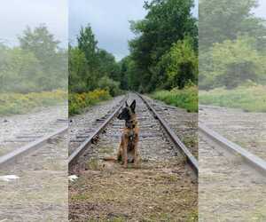 Mutt Dogs for adoption in Stevens Point, WI, USA