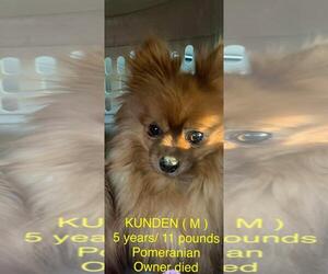 Pomeranian Dogs for adoption in pomfret, CT, USA