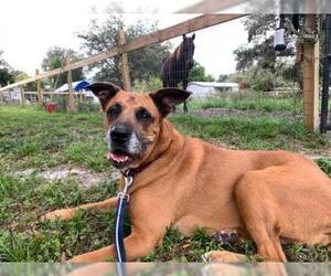 Labrador Retriever-Rhodesian Ridgeback Mix Dogs for adoption in Alva, FL, USA