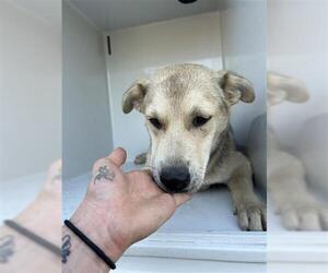 German Shepherd Dog-Unknown Mix Dogs for adoption in Houston, TX, USA