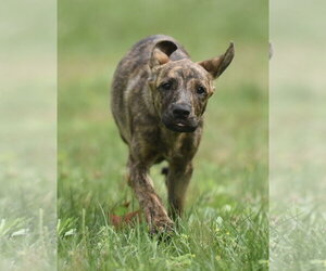 Plott Hound-Unknown Mix Dogs for adoption in Mechanicsburg, PA, USA