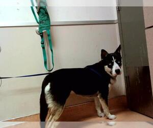 Siberian Husky-Unknown Mix Dogs for adoption in Martinez, CA, USA