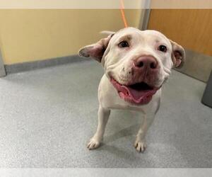 American Pit Bull Terrier Dogs for adoption in Orange, CA, USA