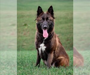 Australian Shepherd Dogs for adoption in Forestville, MD, USA