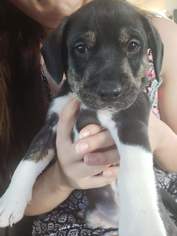Beagle-Unknown Mix Dogs for adoption in Fenton, MO, USA