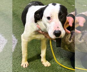 Labrador Retriever-Unknown Mix Dogs for adoption in Alexander, AR, USA