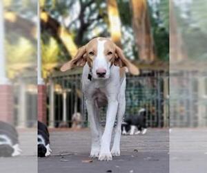 American Foxhound Dogs for adoption in Tampa, FL, USA