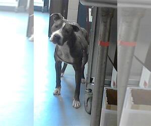 American Pit Bull Terrier Dogs for adoption in Fayetteville, NC, USA