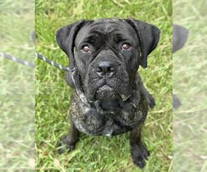 Mastiff Dogs for adoption in Fort Lauderdale, FL, USA