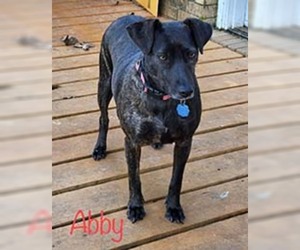 Doberman Pinscher-Unknown Mix Dogs for adoption in Chantilly, VA, USA