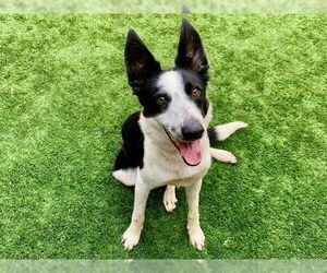Border Collie Dogs for adoption in Moreno Valley, CA, USA