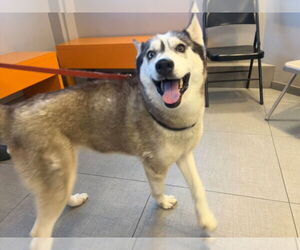 Siberian Husky Dogs for adoption in Rancho Cucamonga, CA, USA