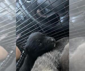 Staffordshire Bull Terrier Dogs for adoption in Houston, TX, USA