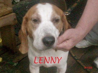 Beagle Dogs for adoption in Ventnor, NJ, USA