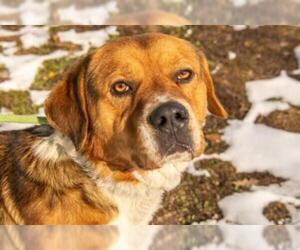Labrador Retriever-Saint Bernard Mix Dogs for adoption in Terre Haute, IN, USA