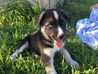 Border-Aussie Dogs for adoption in Vacaville, CA, USA
