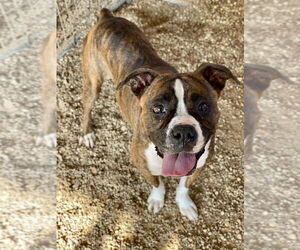 Boxer Dogs for adoption in Austin, TX, USA