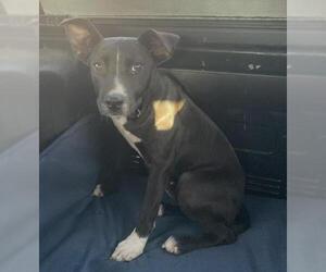 American Staffordshire Terrier-Unknown Mix Dogs for adoption in Zepheyrhills, FL, USA