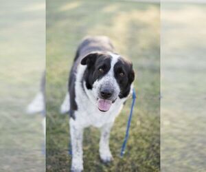 Border Collie-Great Pyrenees Mix Dogs for adoption in Drexel, MO, USA