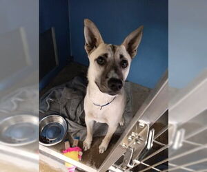 Siberian Husky-Unknown Mix Dogs for adoption in San Bernardino, CA, USA