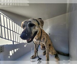Plott Hound-Unknown Mix Dogs for adoption in Houston, TX, USA