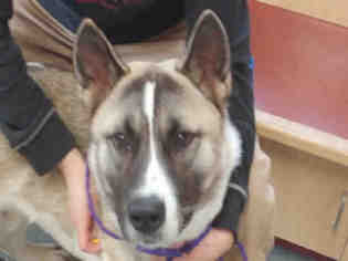 Akita Dogs for adoption in Missoula, MT, USA