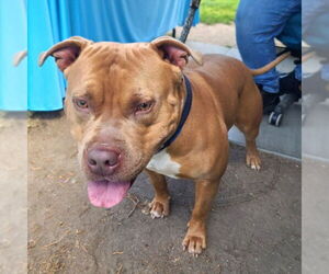 Bull Terrier-Staffordshire Bull Terrier Mix Dogs for adoption in Long Beach, CA, USA