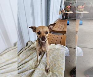 Chihuahua Dogs for adoption in Bakersfield, CA, USA