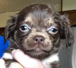 Chug Dogs for adoption in Brooklyn, NY, USA