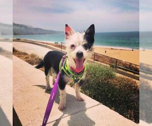 Poodle (Toy)-Toy Fox Terrier Mix Dogs for adoption in Redondo Beach, CA, USA