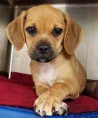Puggle Dogs for adoption in Woodside, NY, USA