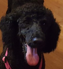 Poodle (Standard) Dogs for adoption in Morgantown WV, PA, USA