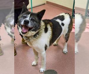 Akita Dogs for adoption in Ogden, UT, USA