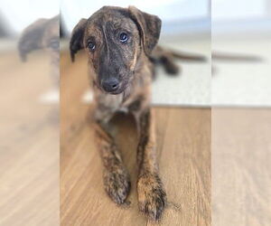 Plott Hound-Unknown Mix Dogs for adoption in Mount Airy, NC, USA