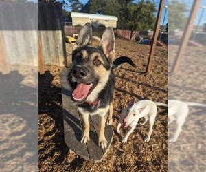 German Shepherd Dog Dogs for adoption in Santa Cruz, CA, USA